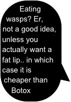 Eating wasps? Er, not a good idea, unless you actually want a fat lip.. in which case it is cheaper than Botox